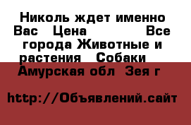 Николь ждет именно Вас › Цена ­ 25 000 - Все города Животные и растения » Собаки   . Амурская обл.,Зея г.